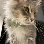 momoの画像