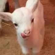 nacoの画像