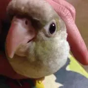 蓮