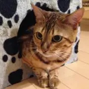 なるの画像