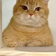 あわわの画像