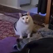 かいまんの画像