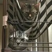 翼
