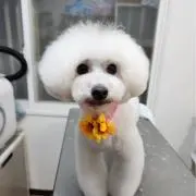 みかんちょの画像