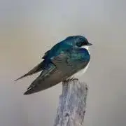 chimney swift