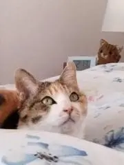 風の画像