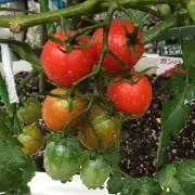 red fruitの画像