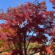 もみじの画像