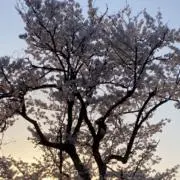 ちーちゃんの画像