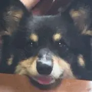 ダマツ