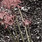 えんぷてぃの画像