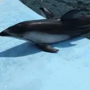 pakuko