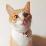 ナビ