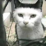 ぽん