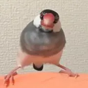 Hiyoの画像