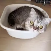 AO