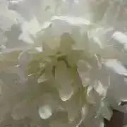 せきの画像