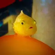 フウセンウオの画像