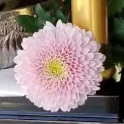 ライトの画像