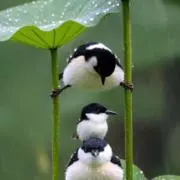 ちーあーちゃんの画像
