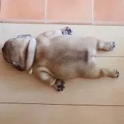 すずは