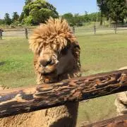うえちゃん