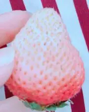 いちご☆即購入OK！の画像