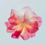 たまきの画像