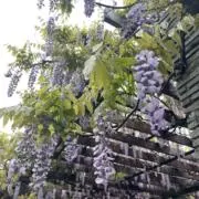 あさだの画像