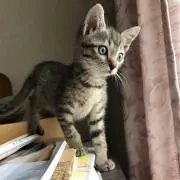 ハチ⭐プロフ必読