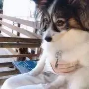 チャーリーの画像