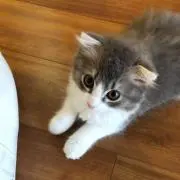 Serahの画像
