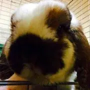 やっす。