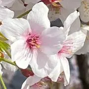 ぴかの画像