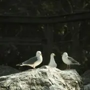 ちゃたけの画像