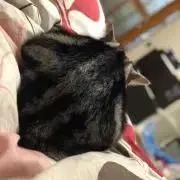 せぶこの画像