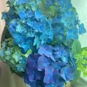 ikuの画像
