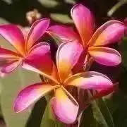 Kiele✴︎の画像