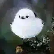 ゆりの画像