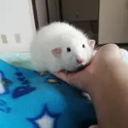 Nico