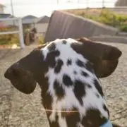 ゆかの画像