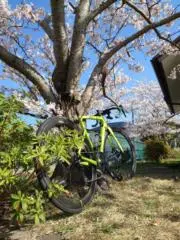 Zayoの画像