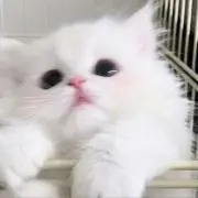 yuの画像