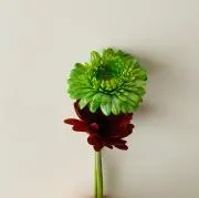 いぬのぼうしの画像