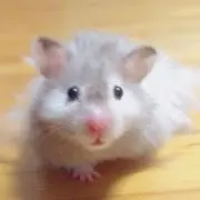 dedeの画像
