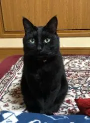 yoshiの画像