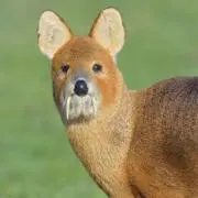 カサイの画像