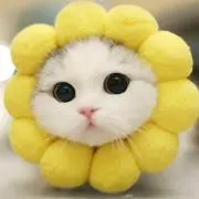 misakiの画像