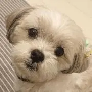 シュウの画像