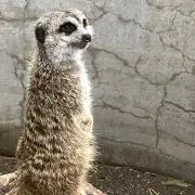 uj.の画像
